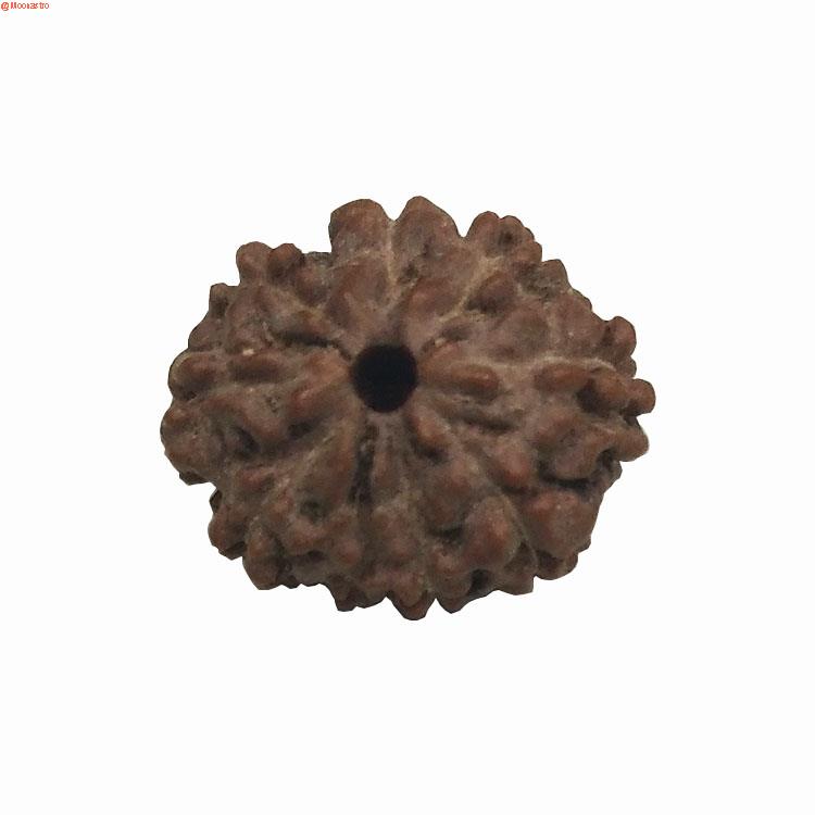 Rudraksha 8 Mukhi